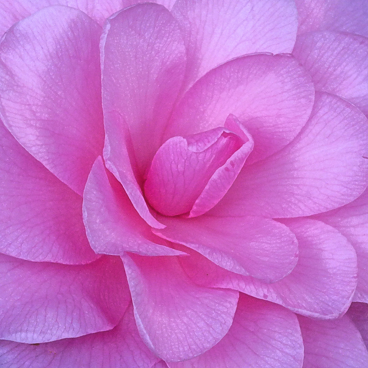 Camellia 'Waterfall'
