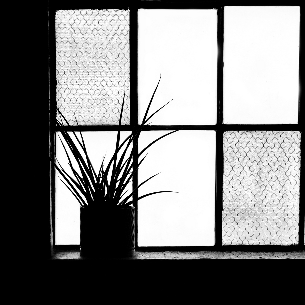 Warehouse Window with Plant