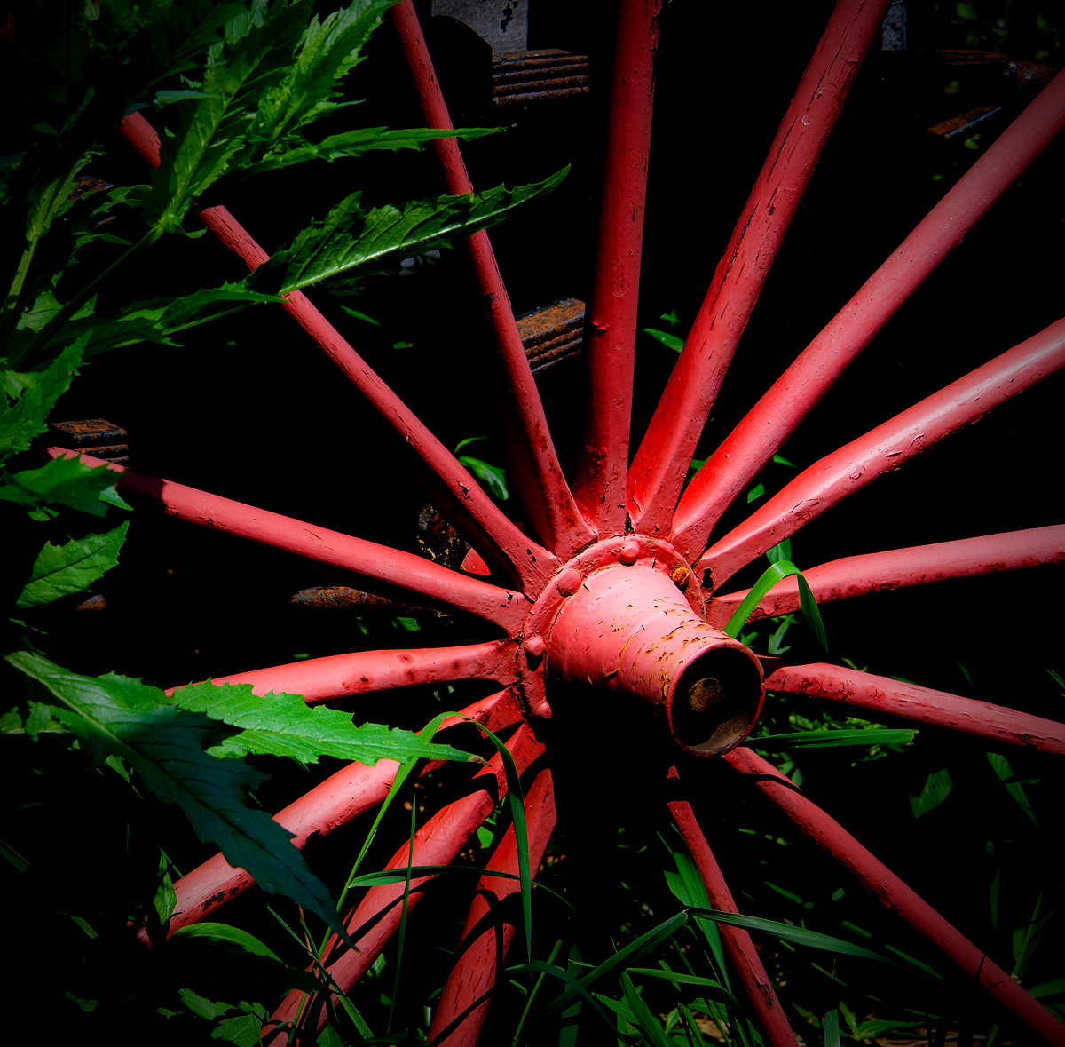 Pointed leaves at the point where the spokes point to the rim at the points of a compass...