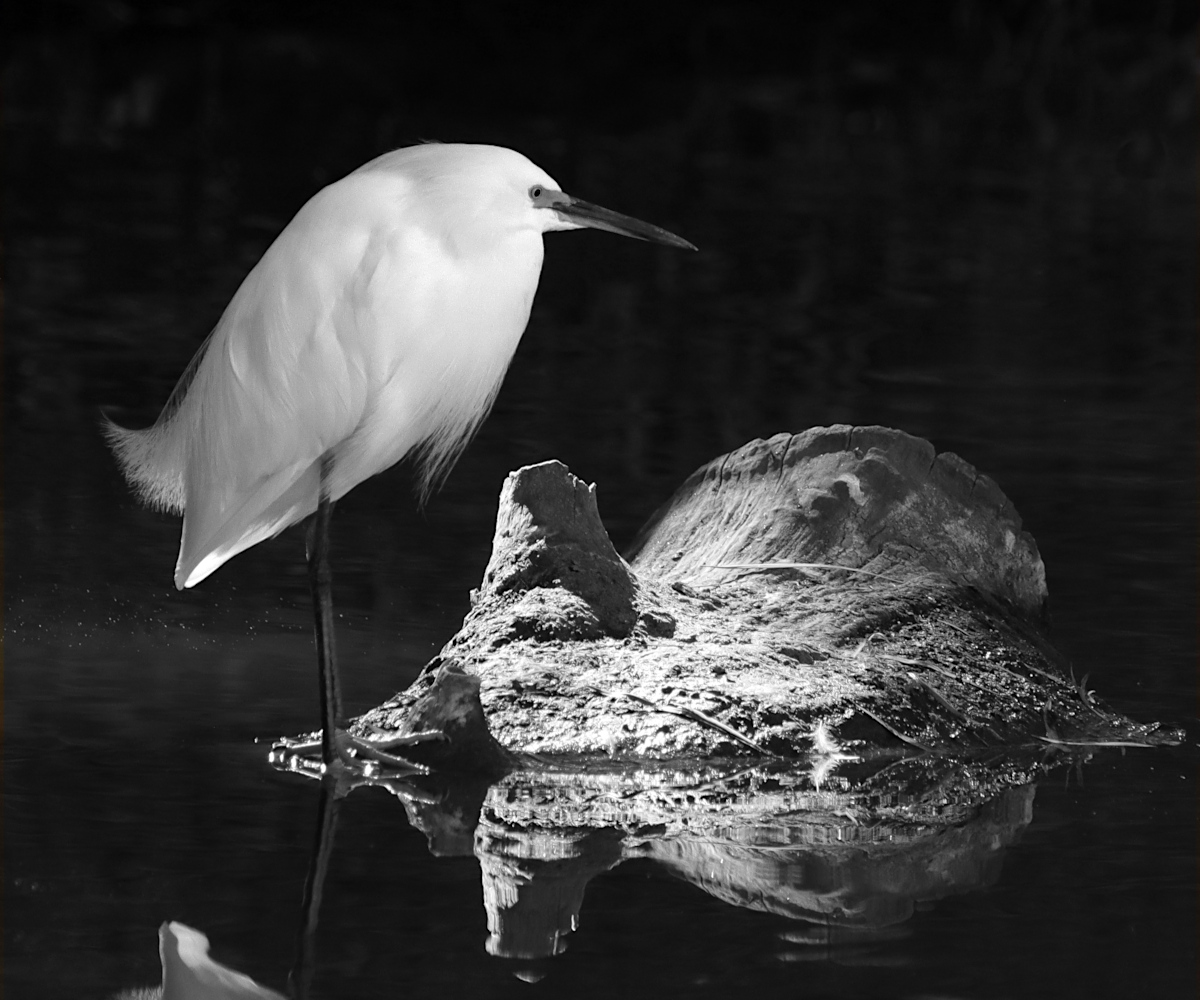 Egret