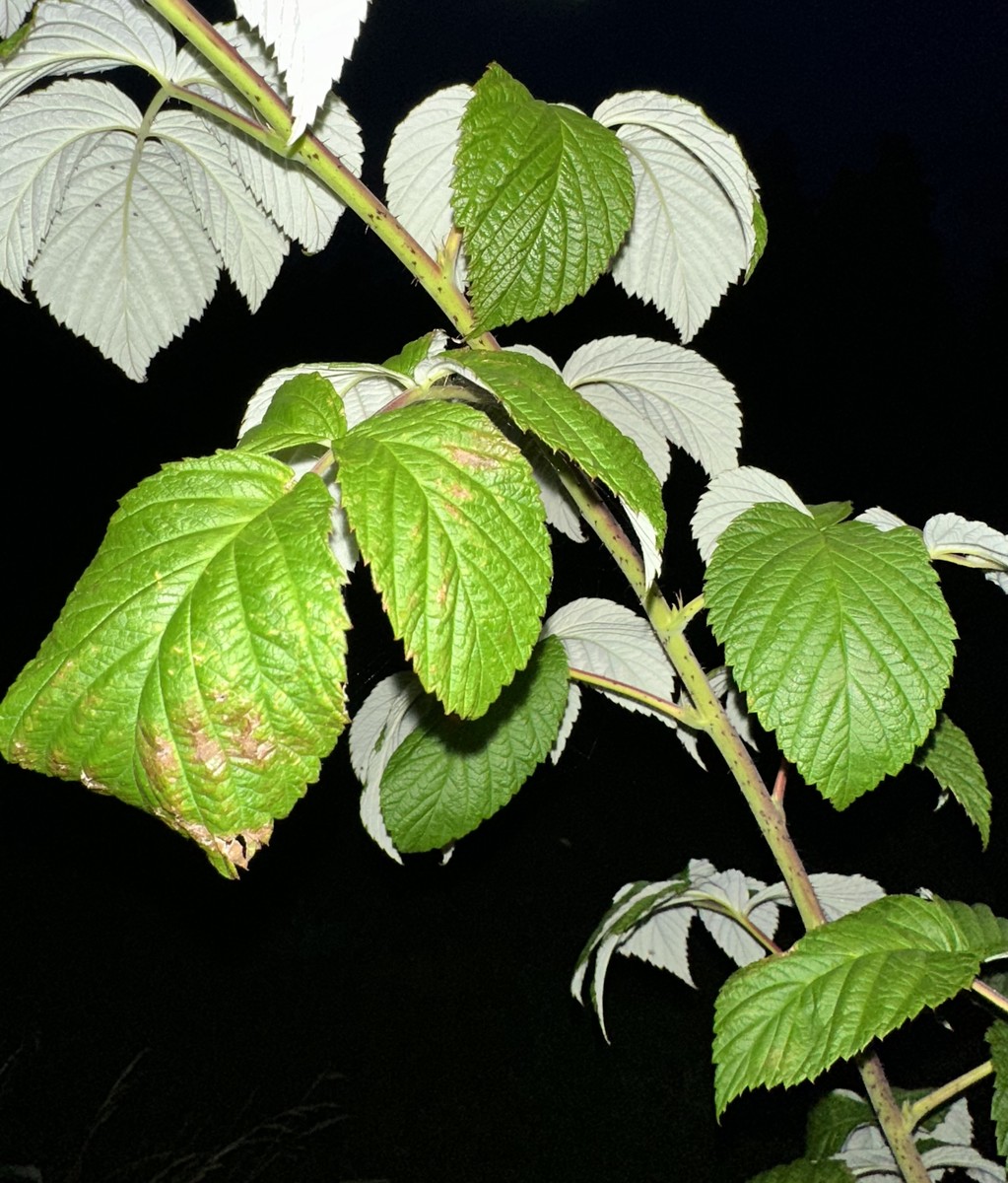 Rasberry Bush 