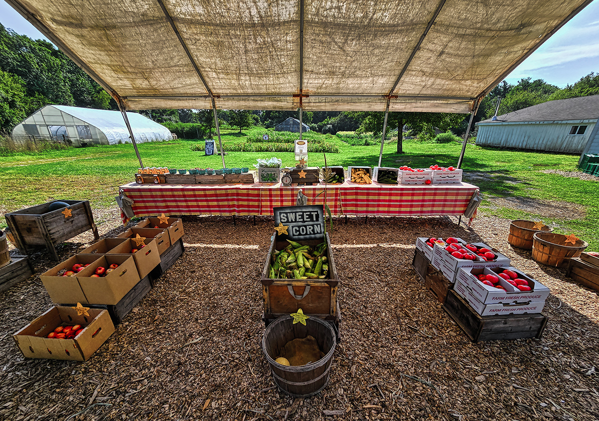 Sweet Corn at the Farmstand