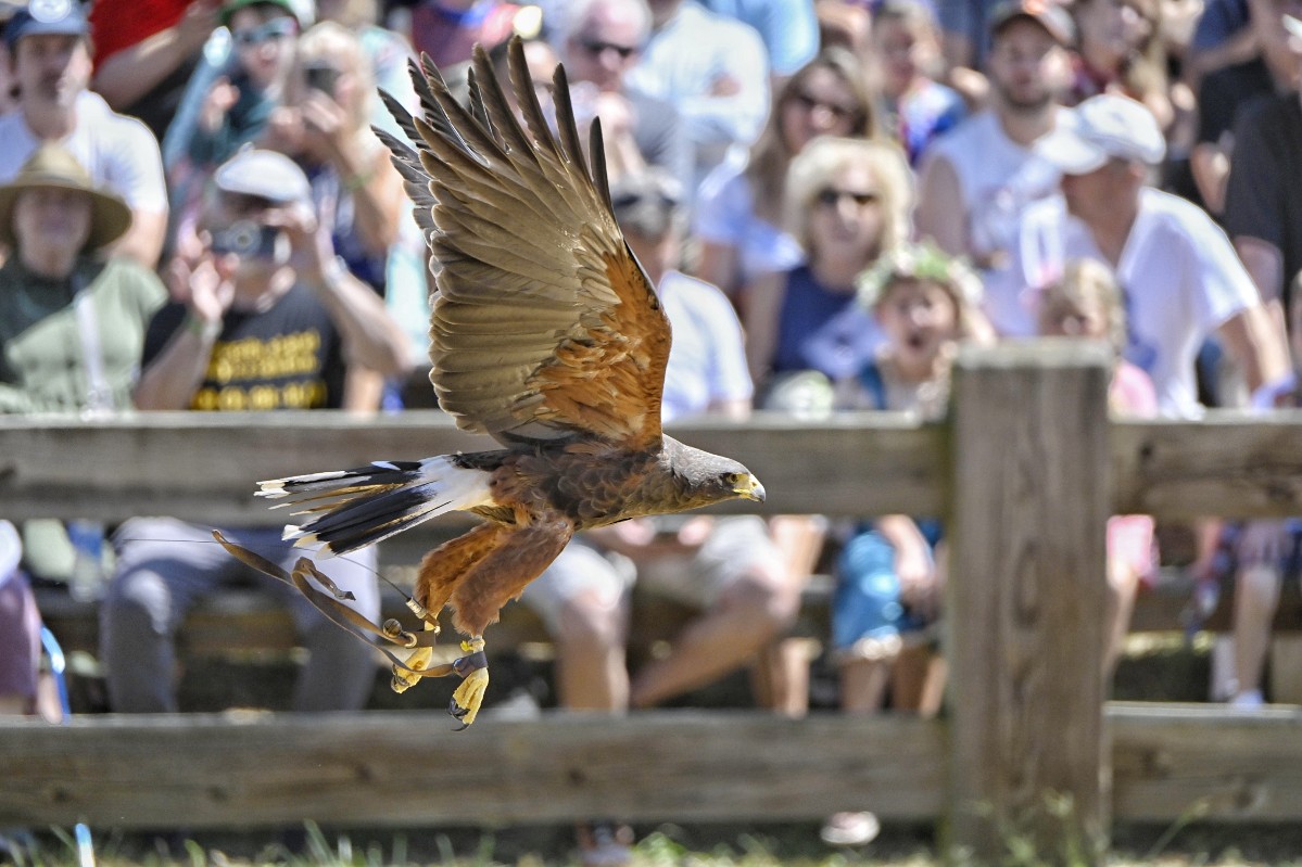 Birds of Prey Show