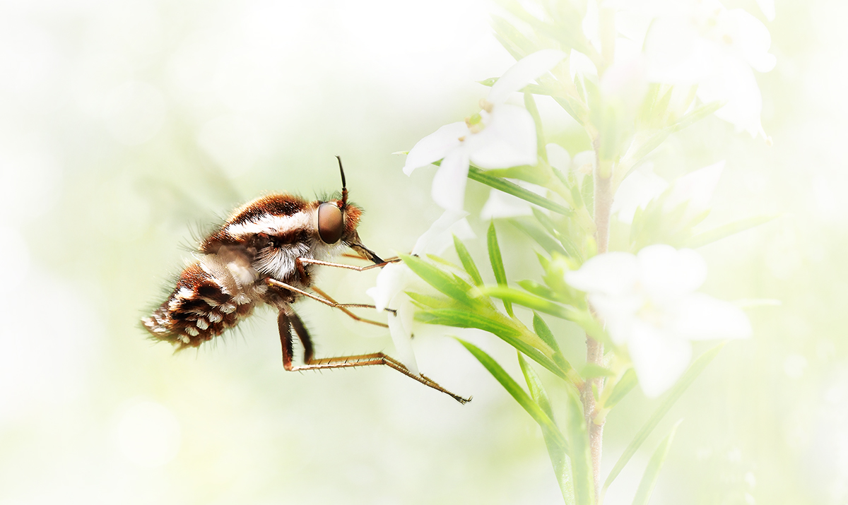 Bee Fly sipping nectar