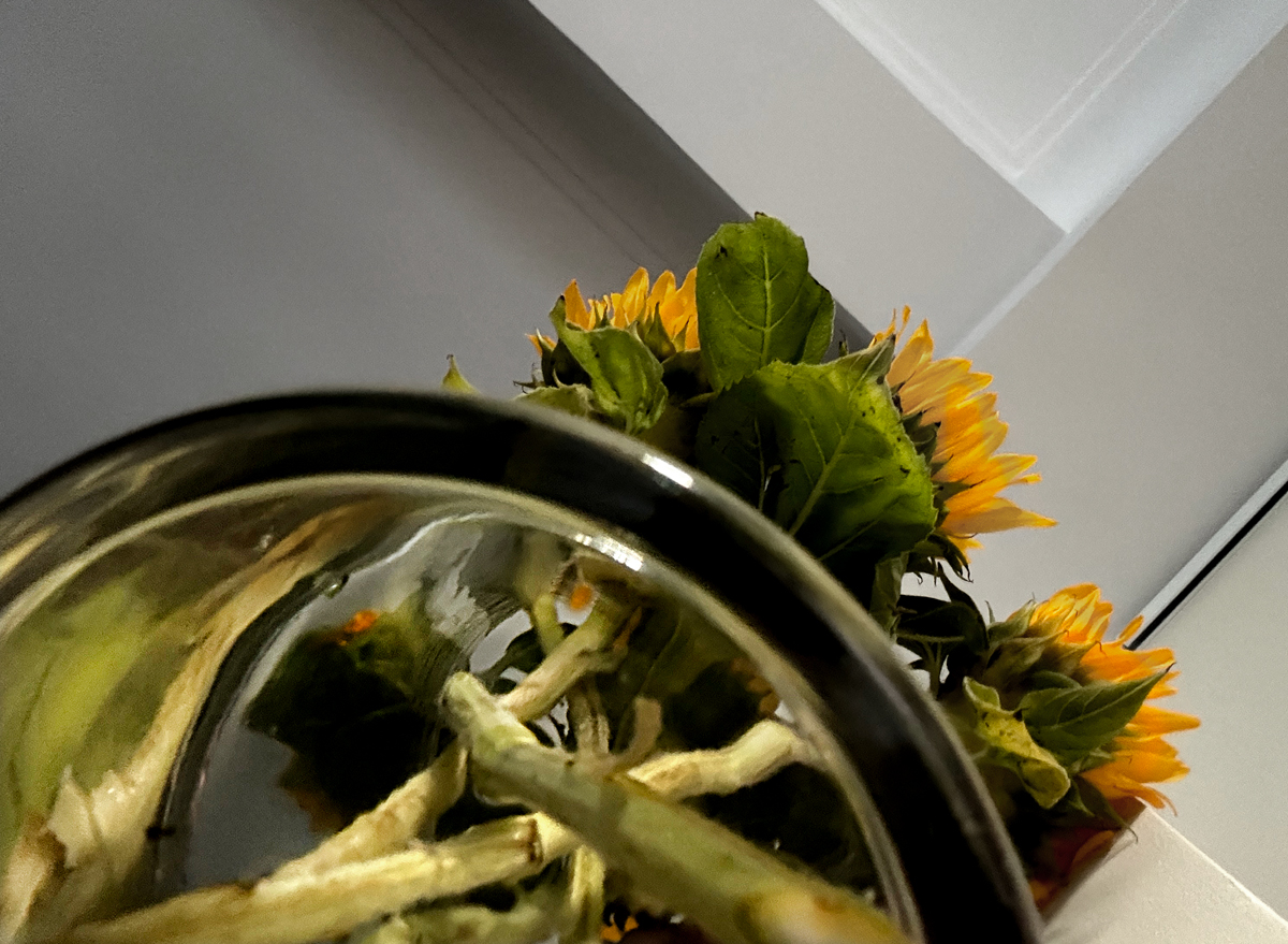 Sunflowers in a tall vase