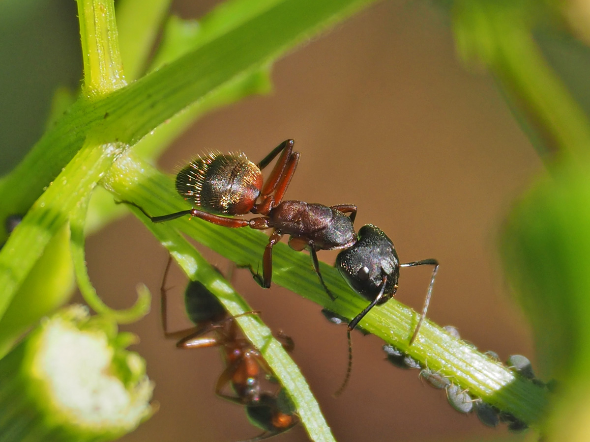 Watching the ants tending the flock