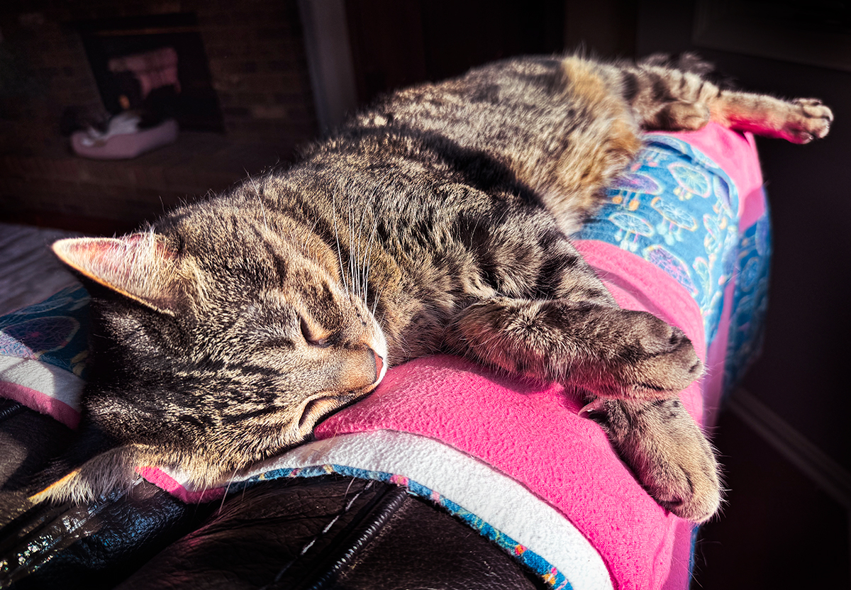 sunbathing on the back of the recliner