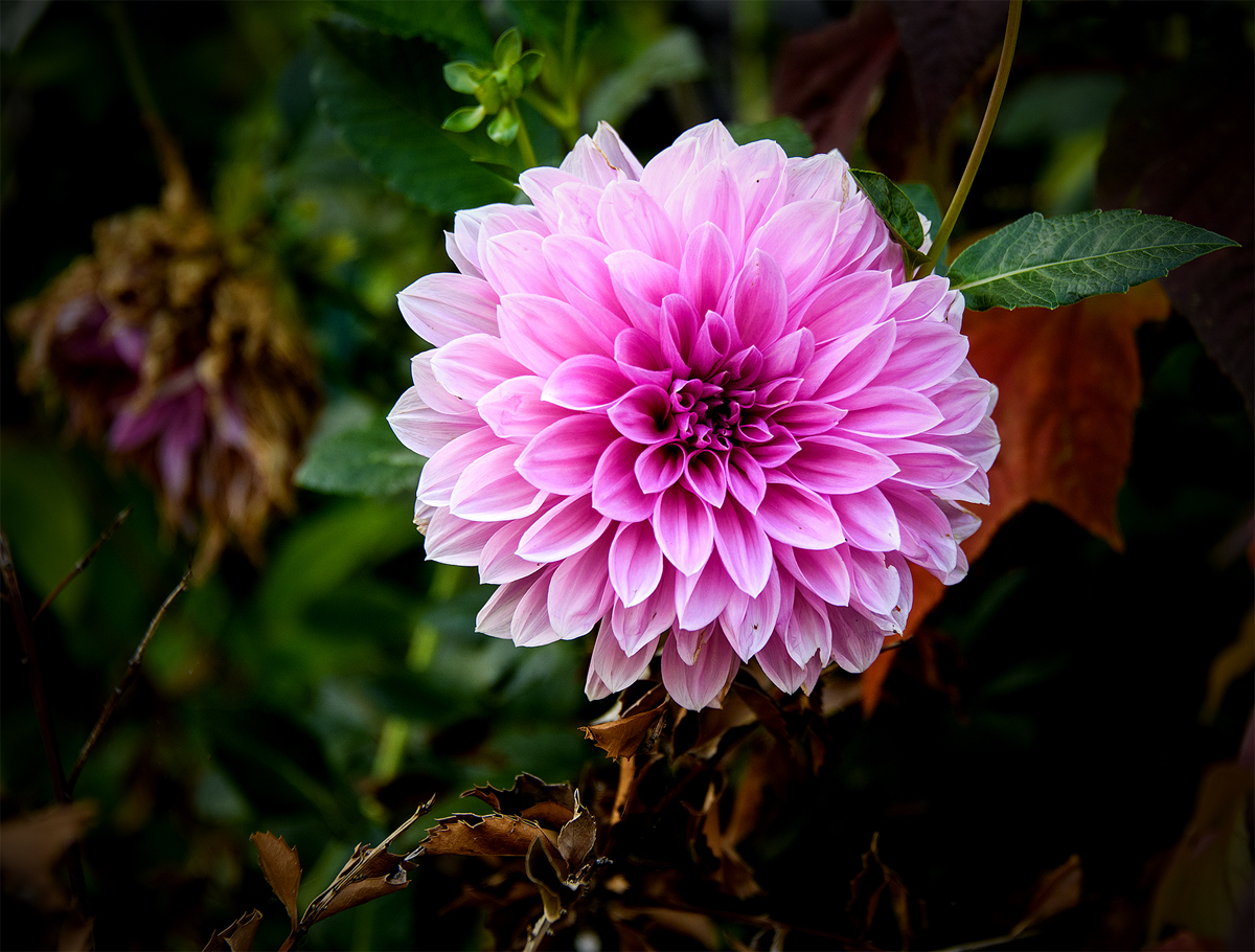 Dahlia