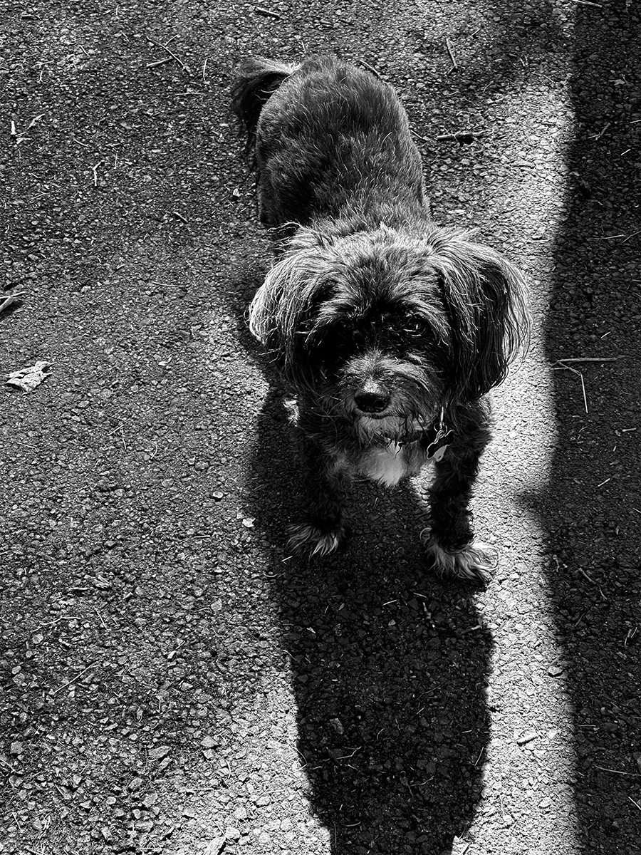 chiaroscoodle
