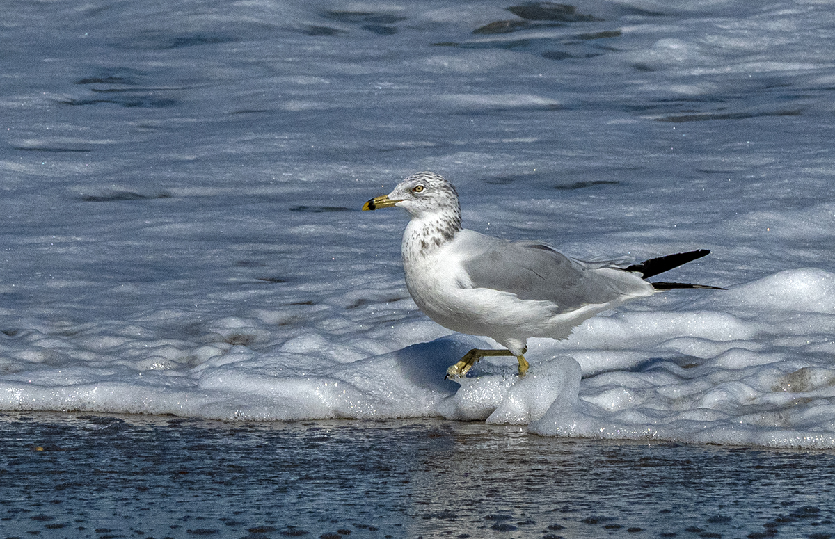 gull