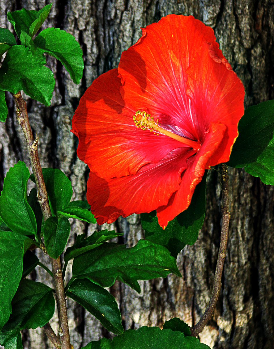 Hibiscus