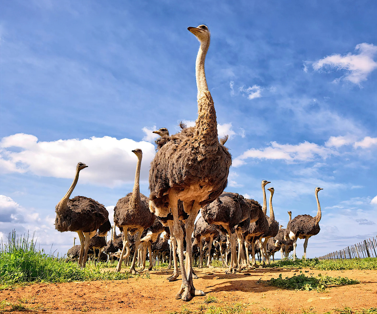 Cape Ostrich (Struthio Camelus Australis)