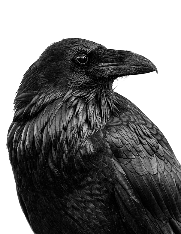 nevermore