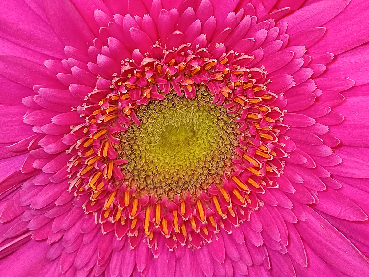 Center of the flower