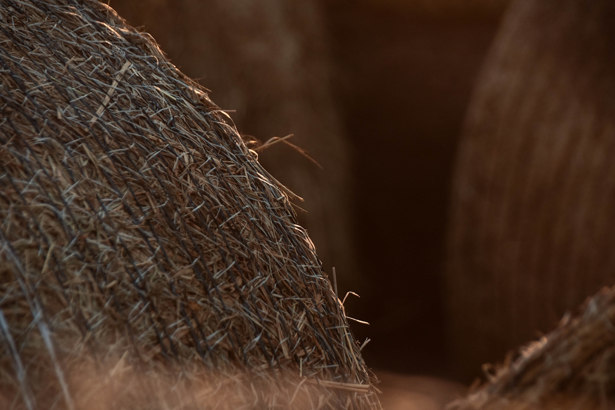 Rows of dried grass