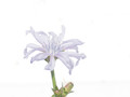 Flower in high key