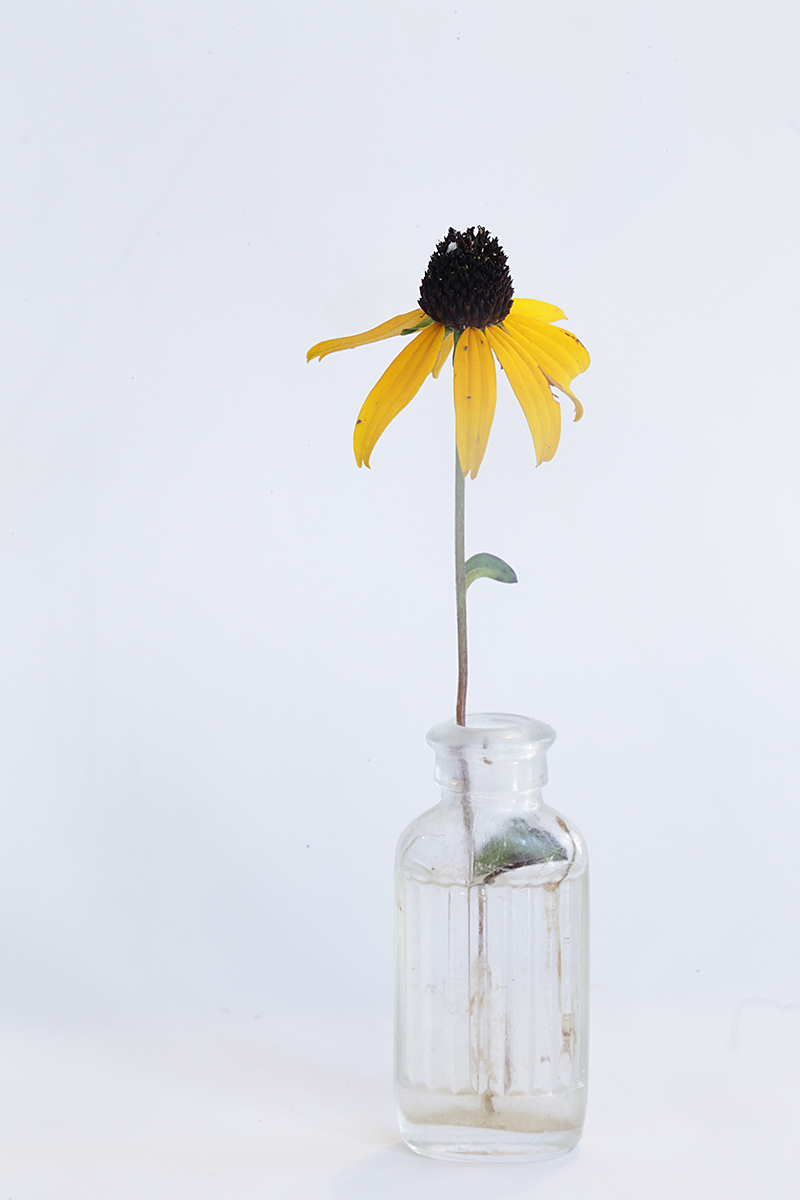 wildflower in bottle