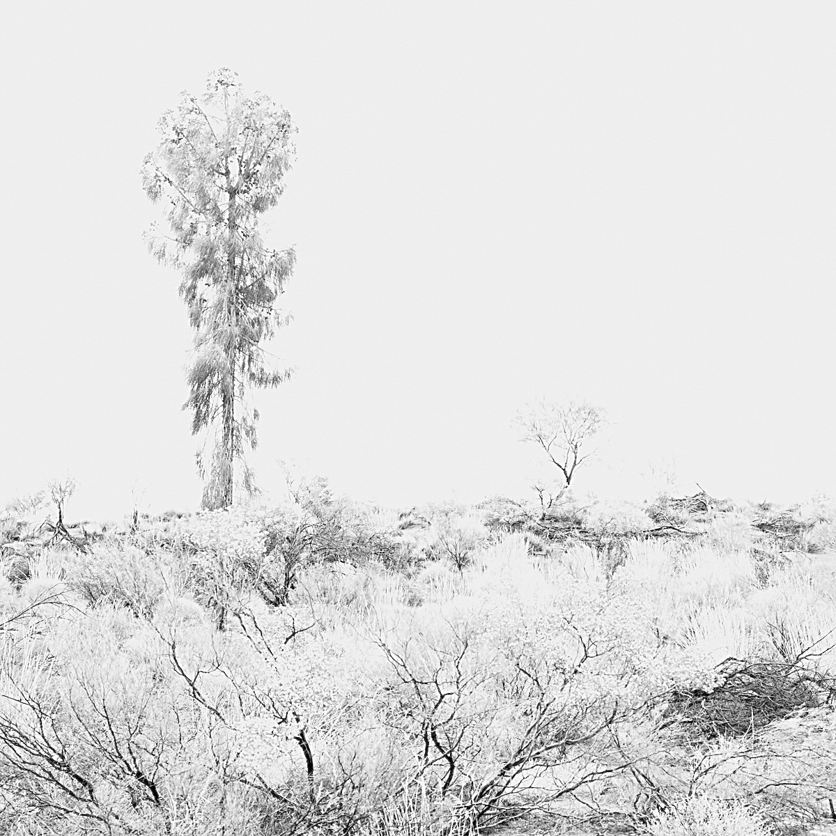 Uluru Desert Oak