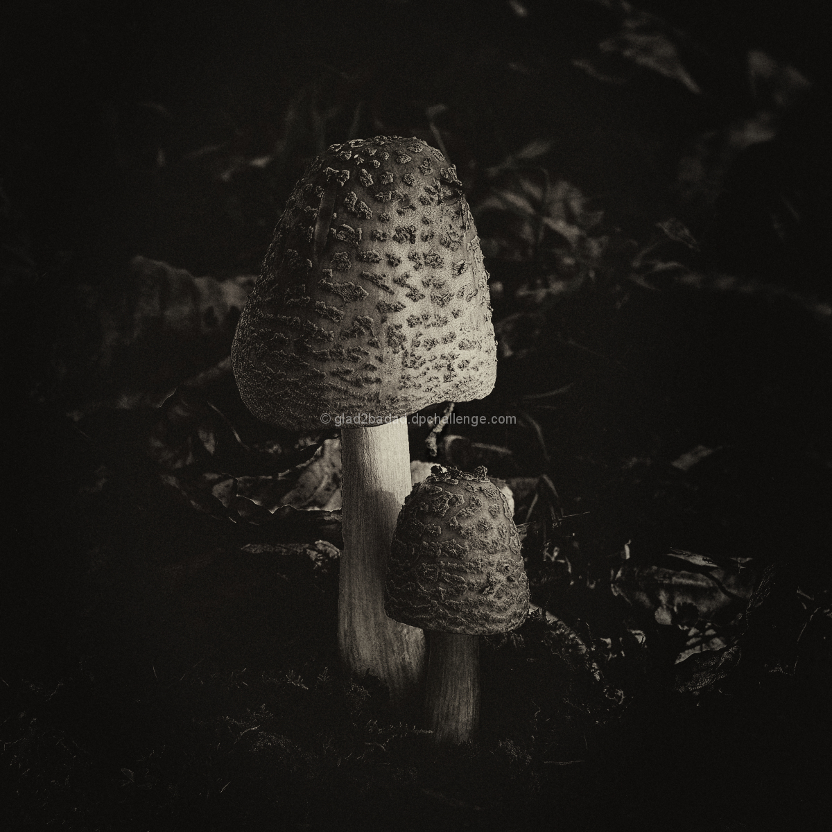 Woodland Surprise