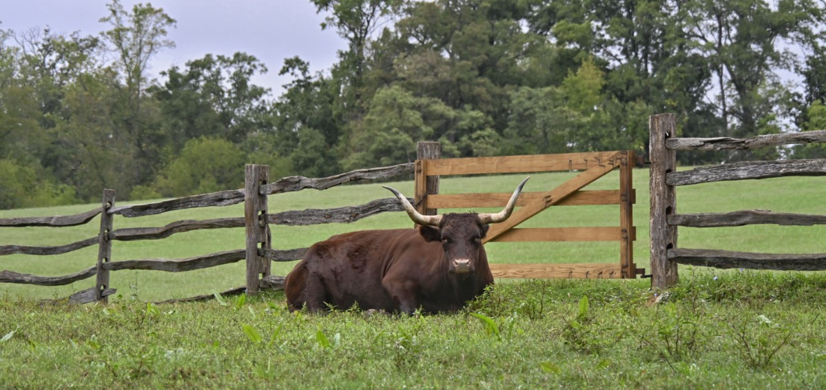 Guardian of the Gate