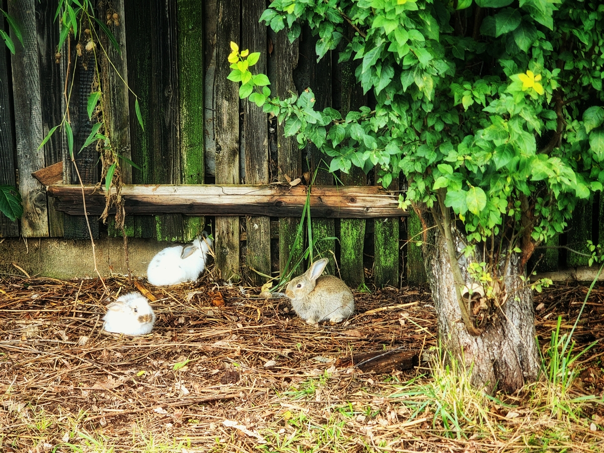 bunnyed fences