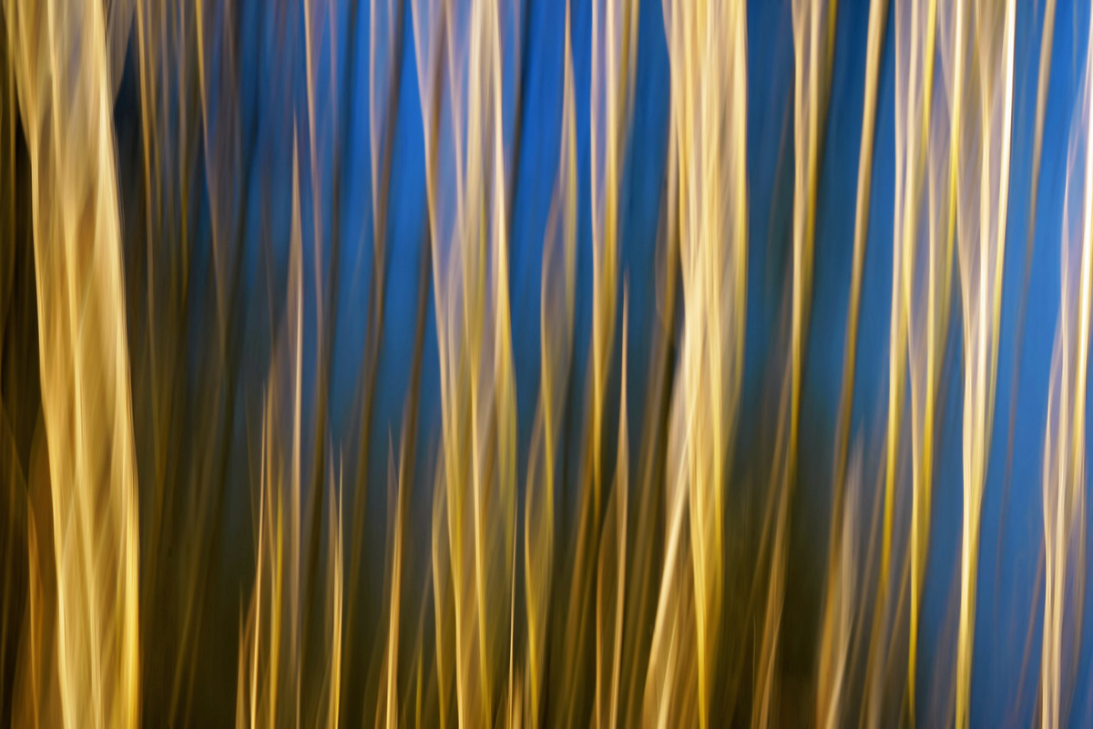 Reeds and Water - ICM