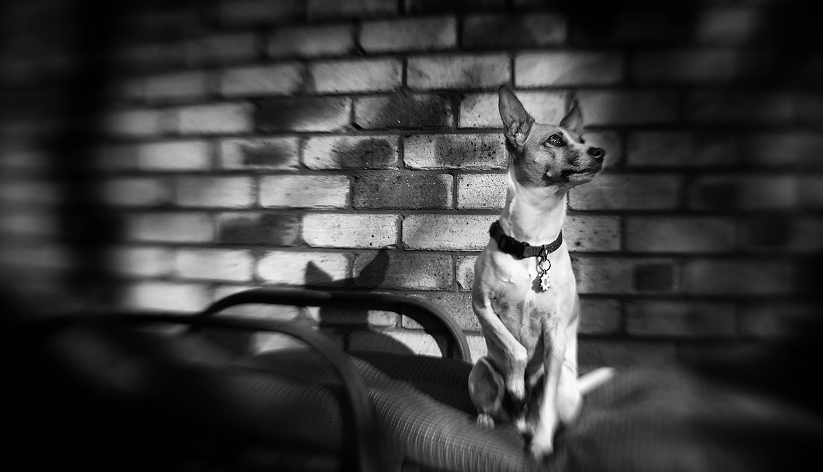 backyard birdwatching 