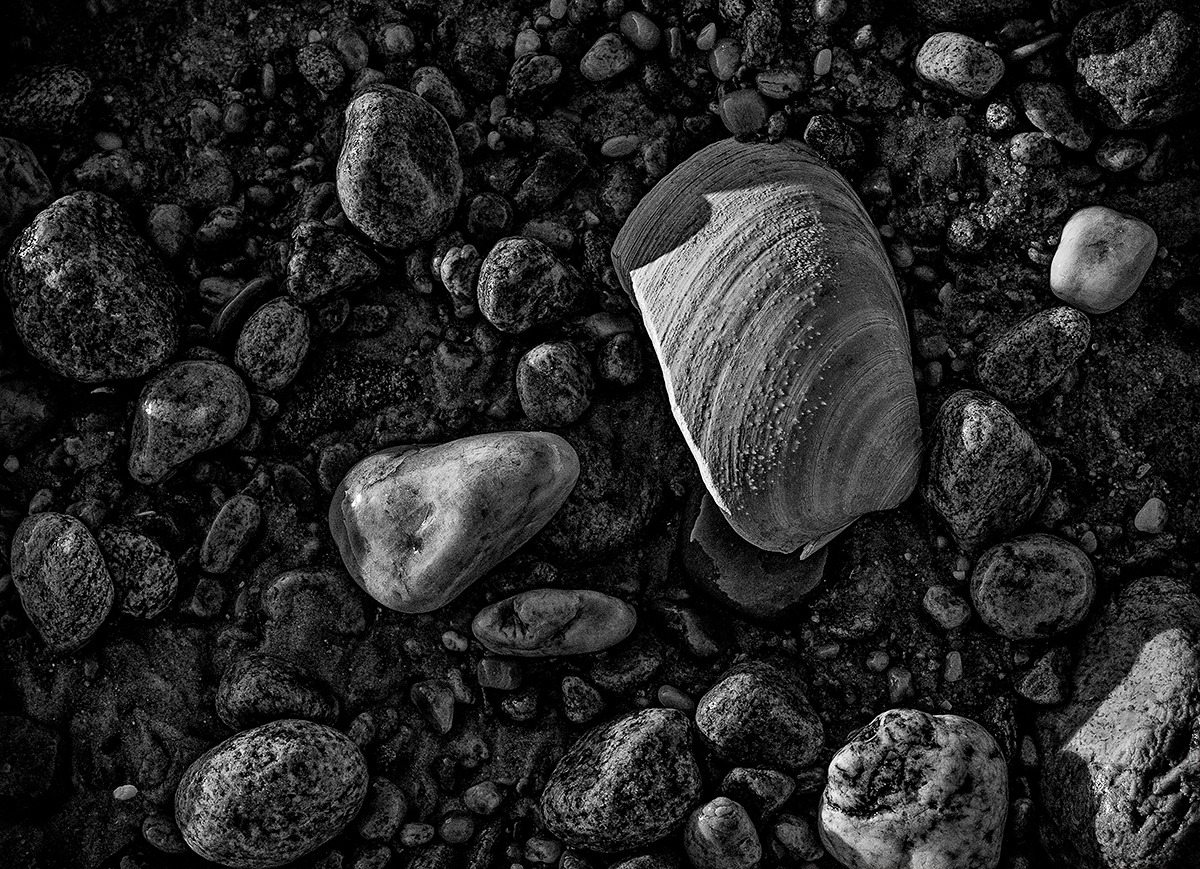 quahaug shard with pebbles