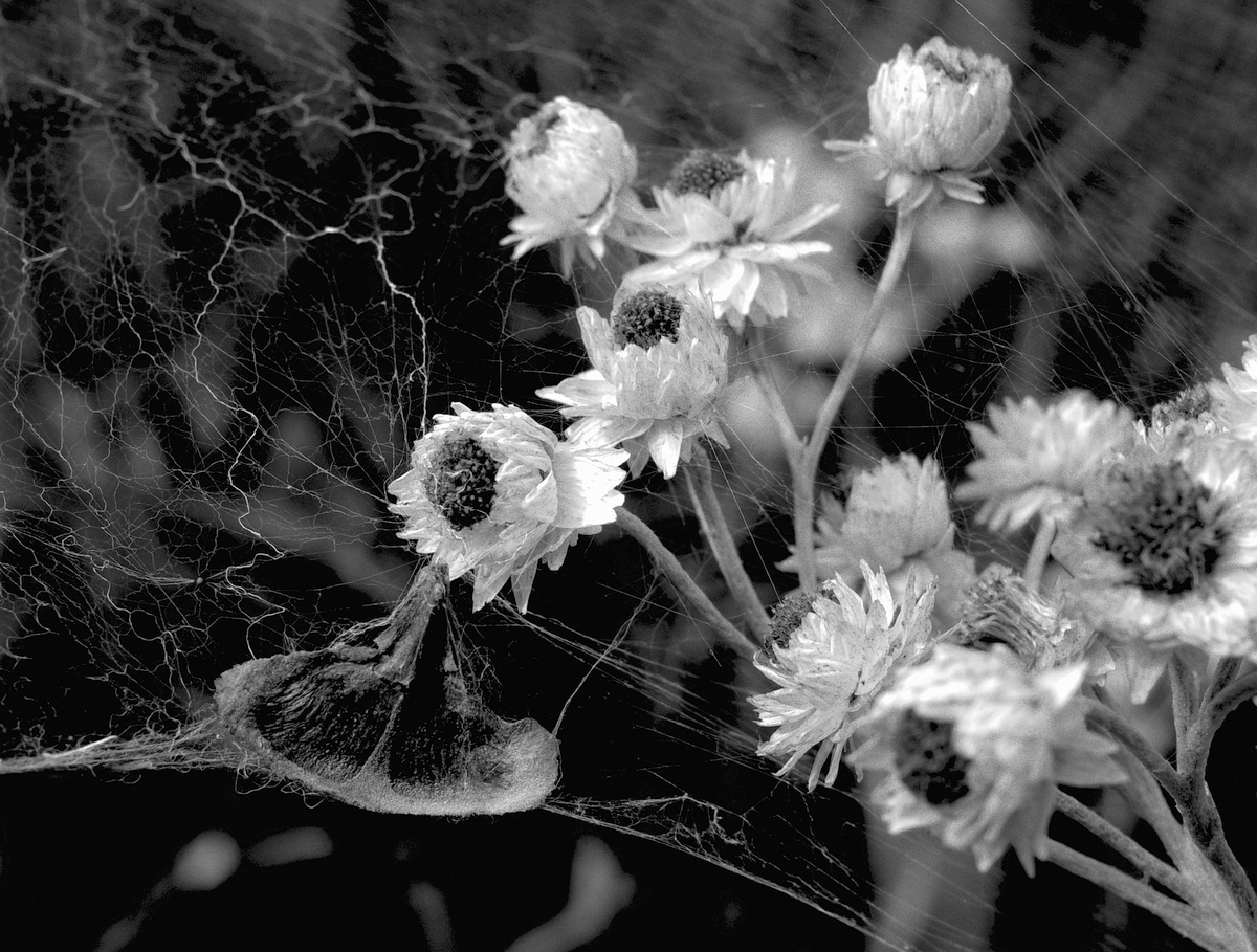 web and flower