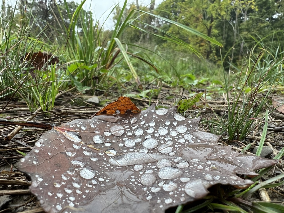 Floor of the Forest