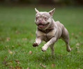 French Bulldog Having Fun