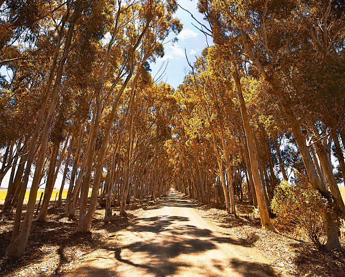 Sun Dappled Path Lined by Trees