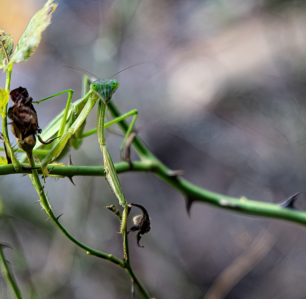 To Pray or not to Prey