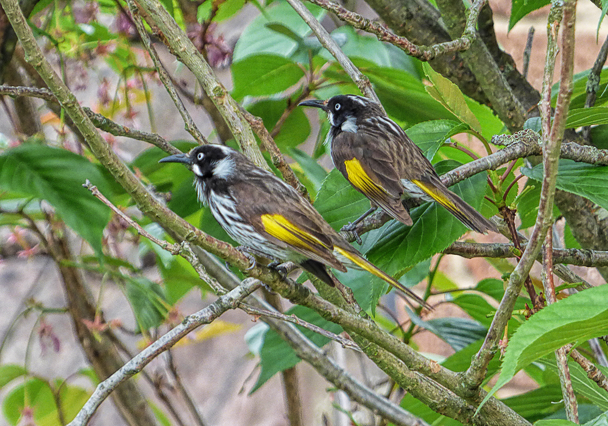 New Holland Honeyeaters.