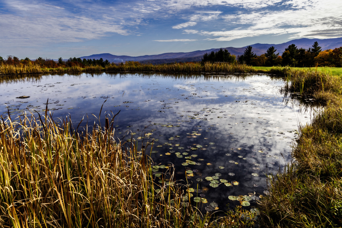 Lily Pond in Autumn