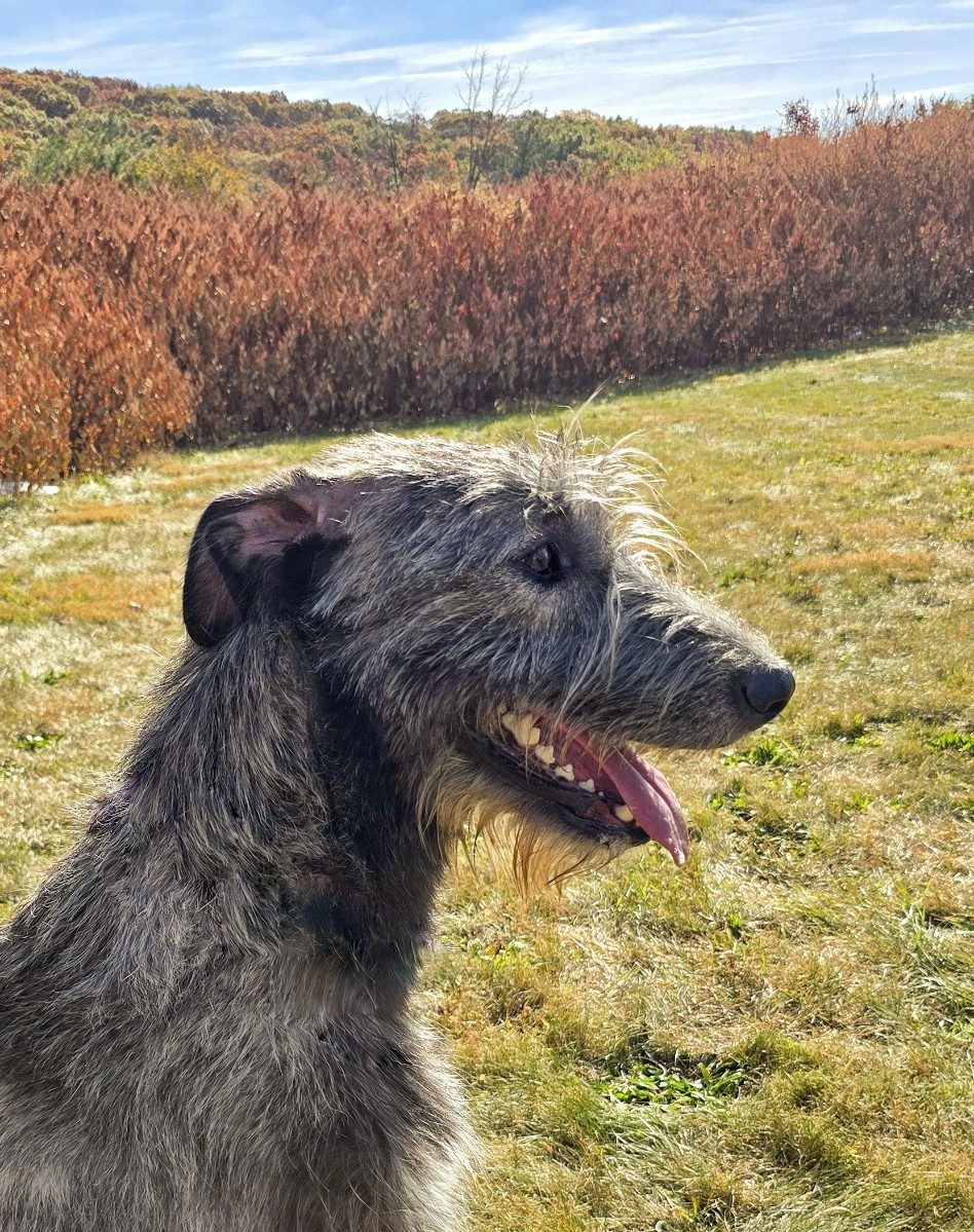 Autumnal Wolfhound