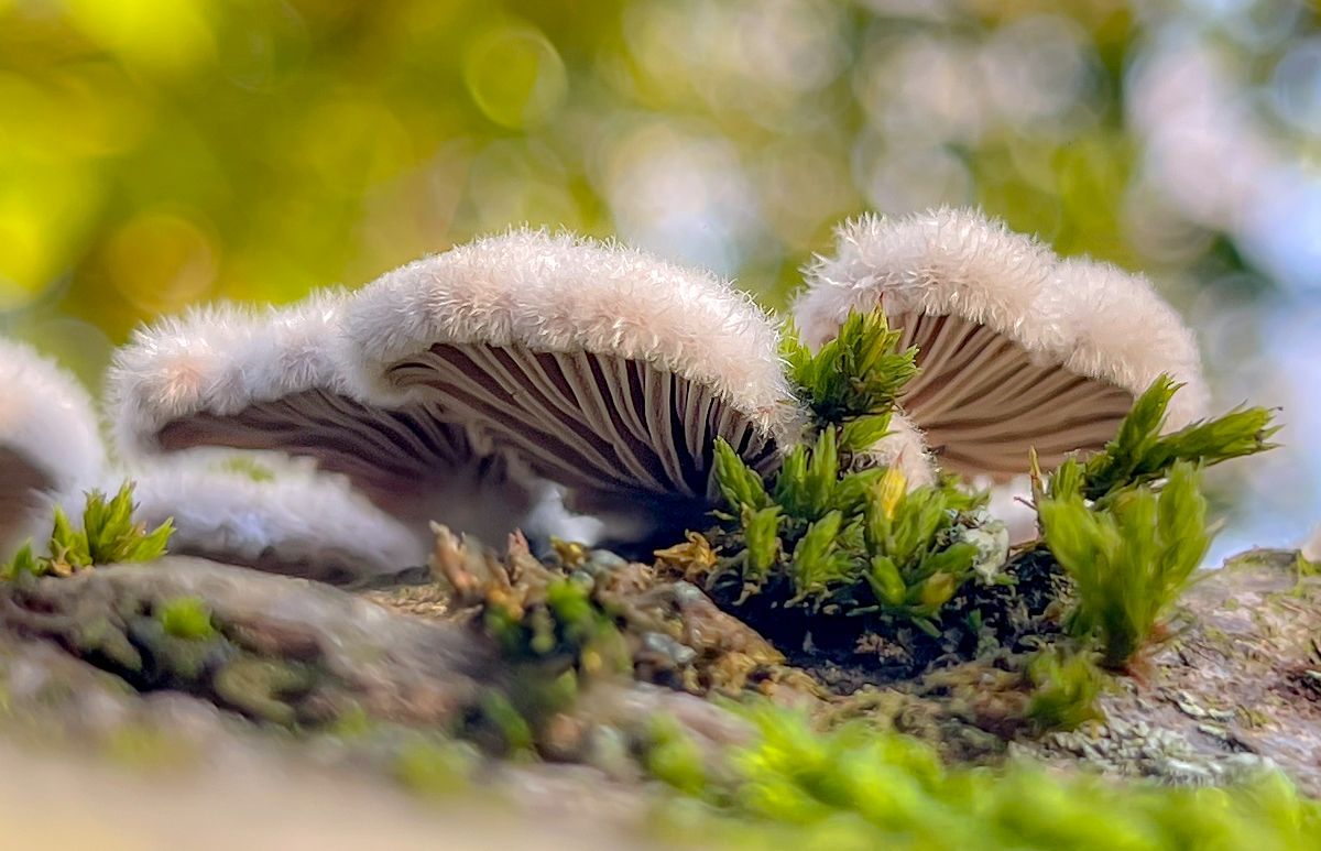 furry funghi