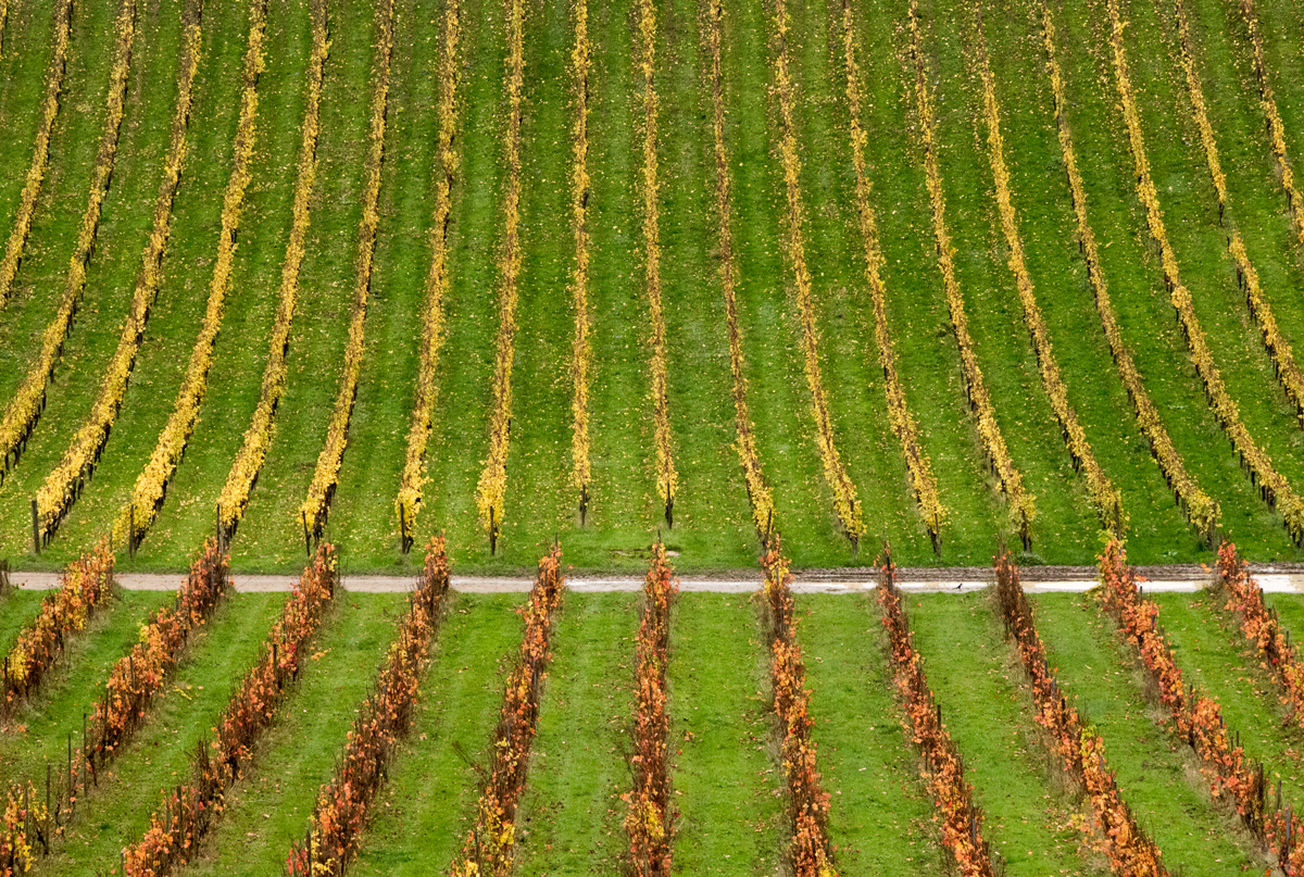 Vineyard