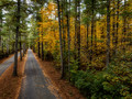 Savery's Ave. : 1st Divided Highway in America, 1861