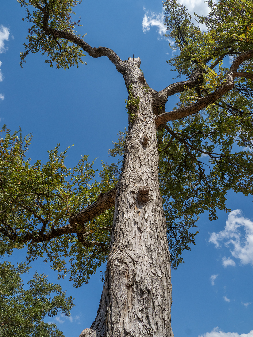 still live oak