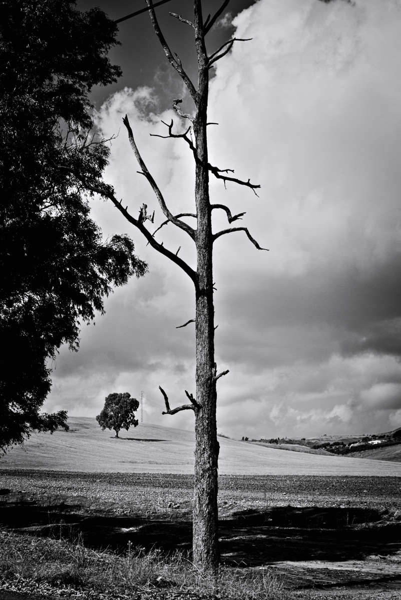 Lonely tree trunk