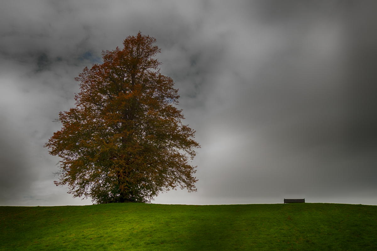 Tree and Bench