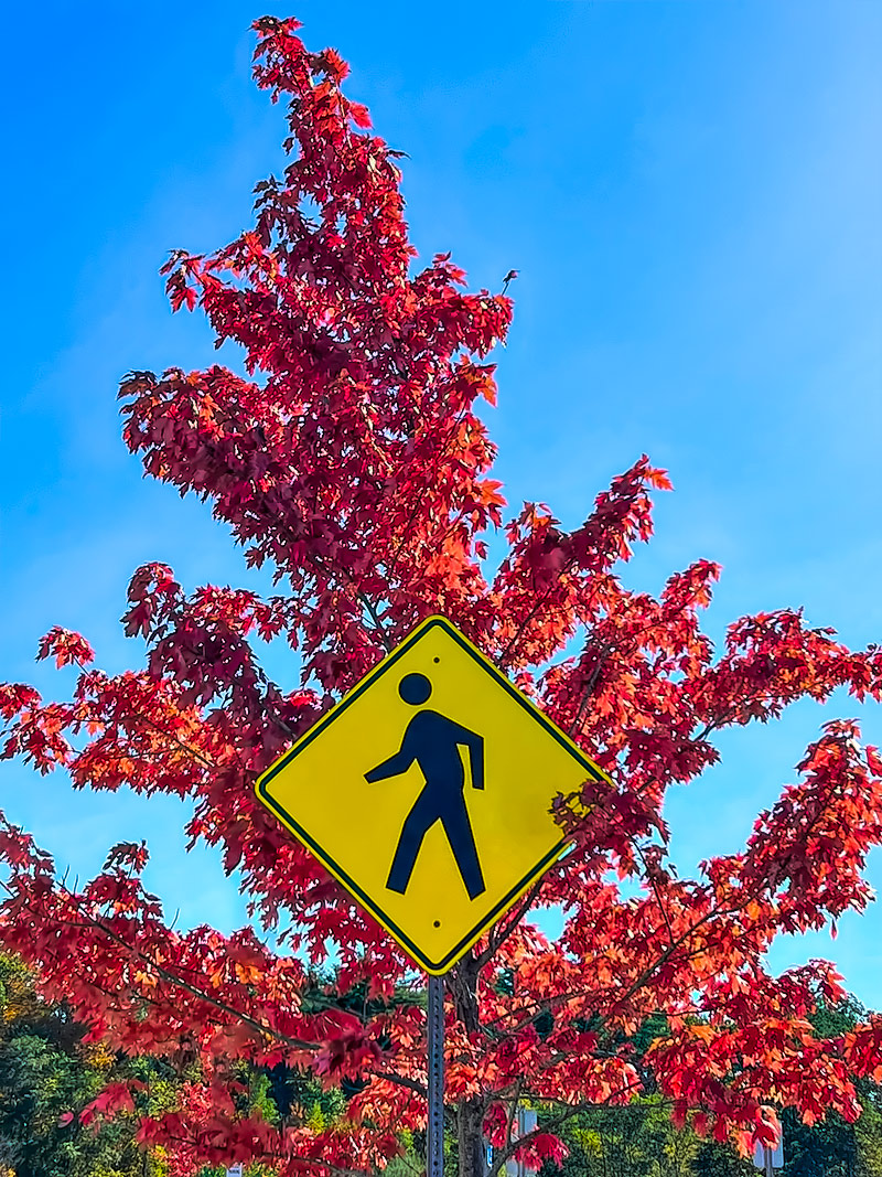 A tree with direction 