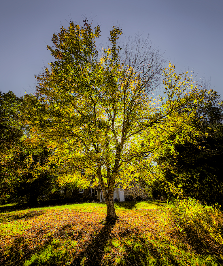 Tree