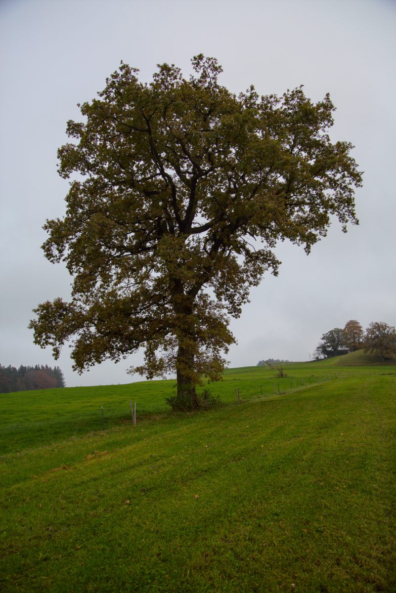 An Unspectacular Single Tree in Autumn