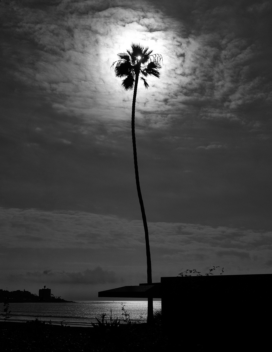 Lonely palm