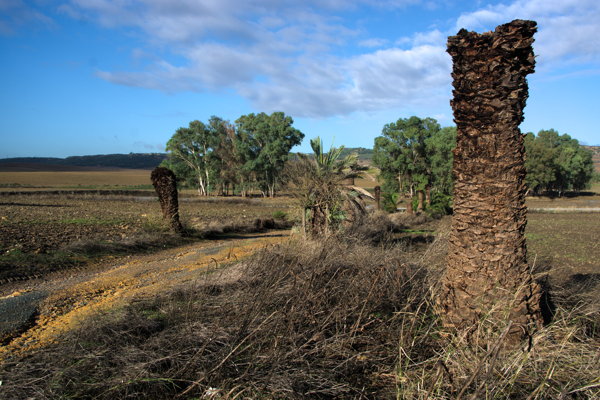 landscape with dry palm