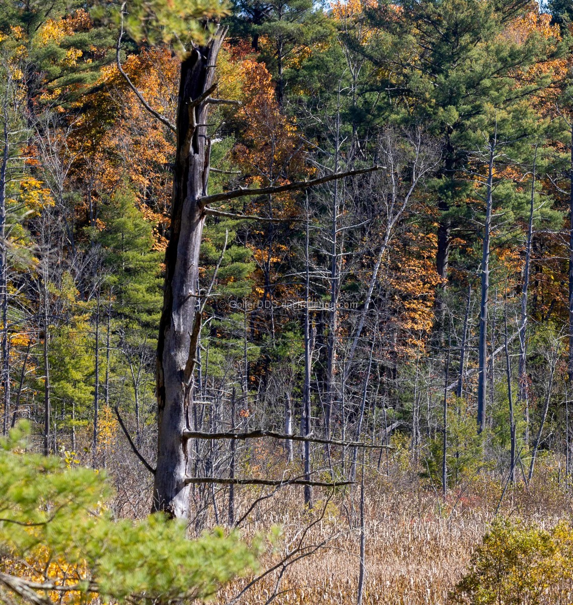 The Evolving Forest