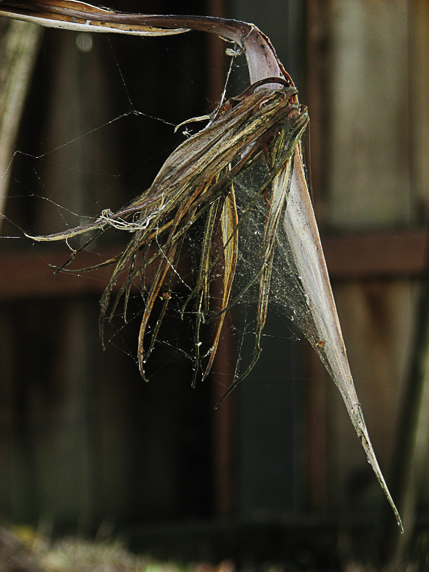 Dead Bird