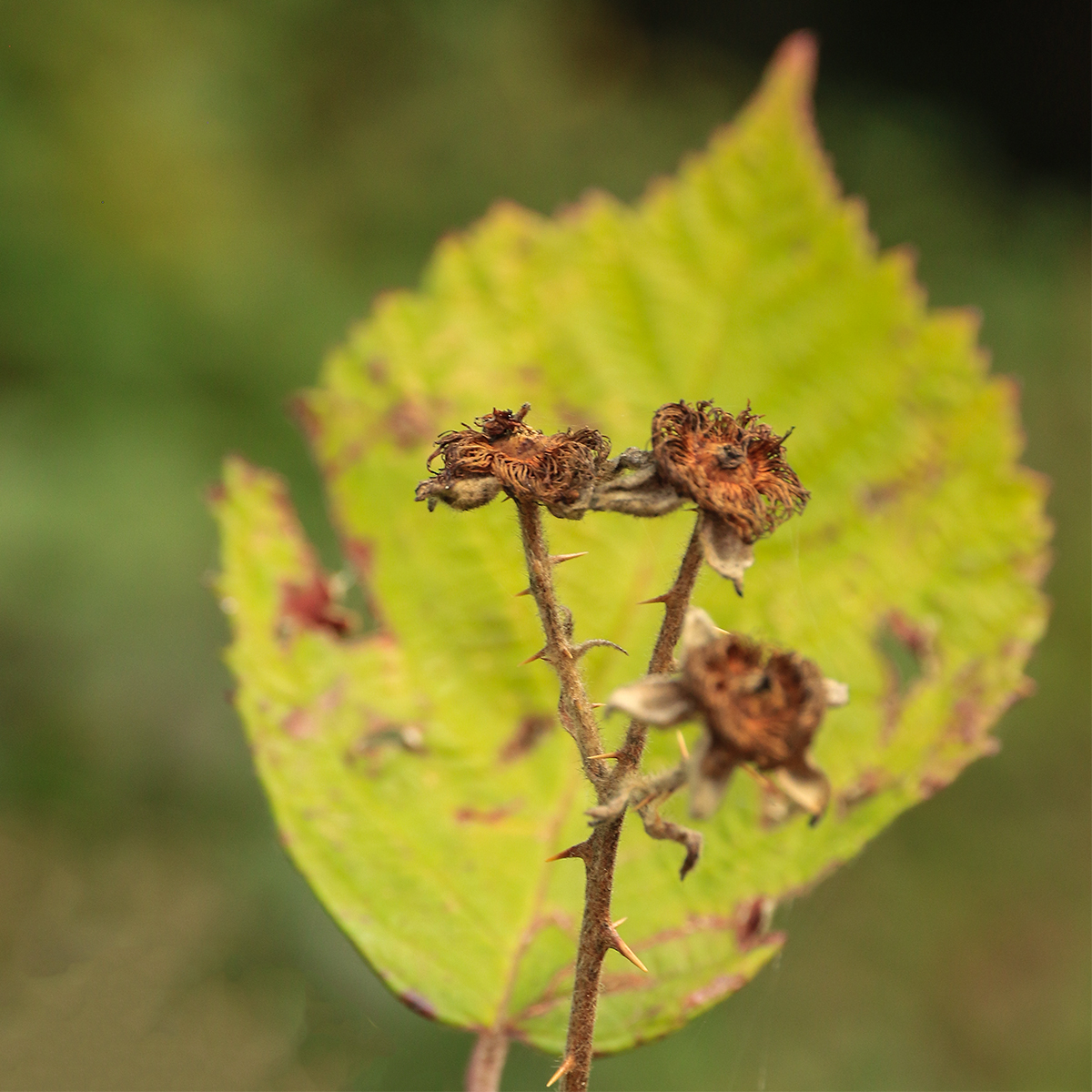 thorn in your side